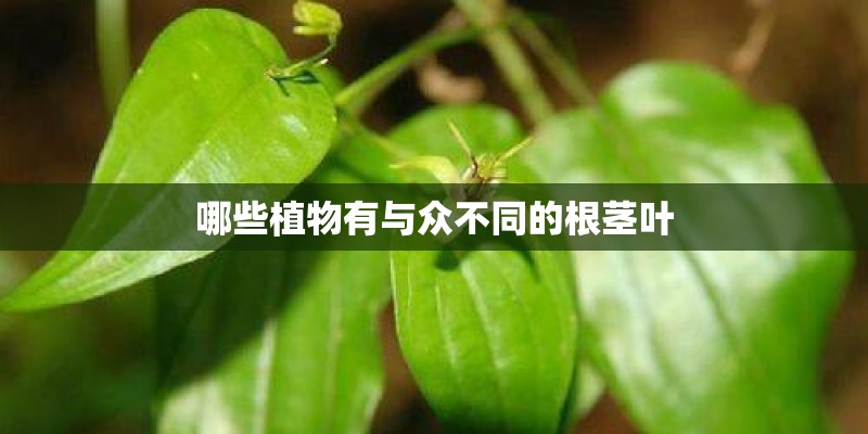 哪些植物有与众不同的根茎叶
