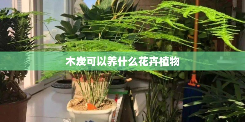 木炭可以养什么花卉植物