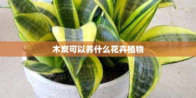 木炭可以养什么花卉植物