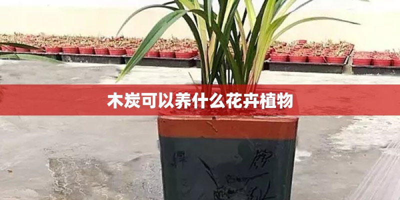 木炭可以养什么花卉植物