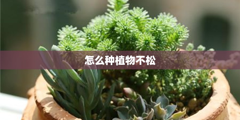 怎么种植物不松 怎么种植物不松