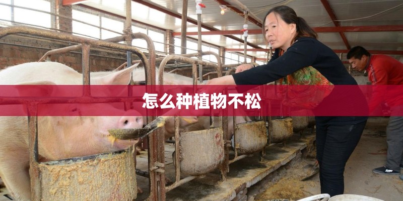 怎么种植物不松 怎么种植物不松