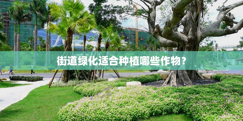 街道绿化适合种植哪些作物？