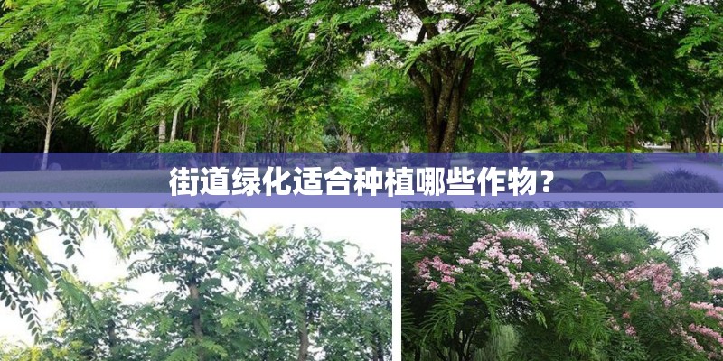 街道绿化适合种植哪些作物？
