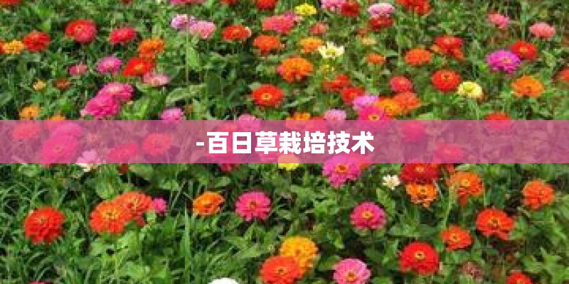 20万也能买中大型SUV？