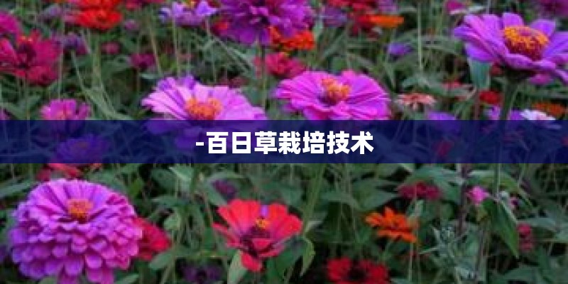 -百日草栽培技术