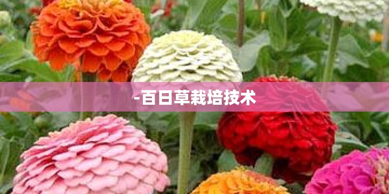 -百日草栽培技术