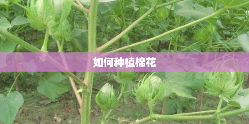 如何种植棉花