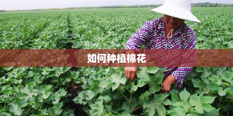 如何种植棉花