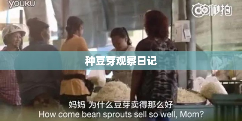 种豆芽观察日记 种豆芽观察日记