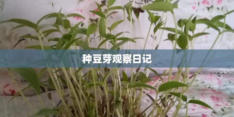 种豆芽观察日记 种豆芽观察日记