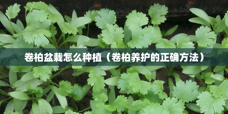 萌芽杂志在线阅读散文