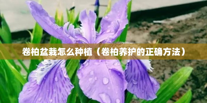 卷柏盆栽怎么种植（卷柏养护的正确方法）