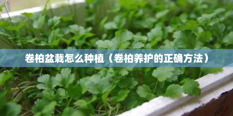 卷柏盆栽怎么种植（卷柏养护的正确方法）
