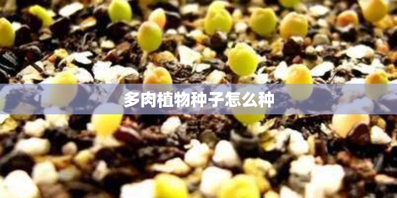多肉植物种子怎么种