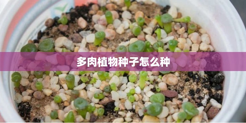 多肉植物种子怎么种