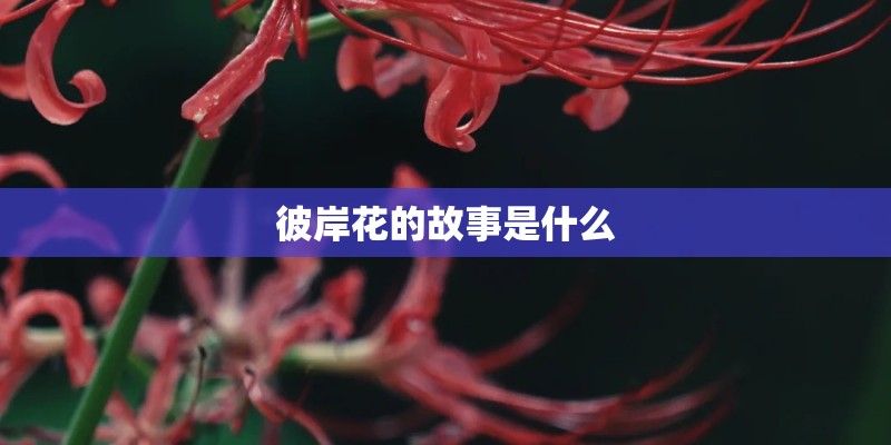 彼岸花的故事是什么