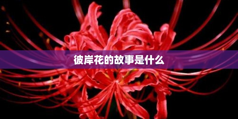 彼岸花的故事是什么