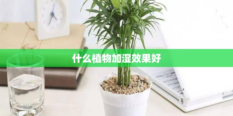 什么植物加湿效果好