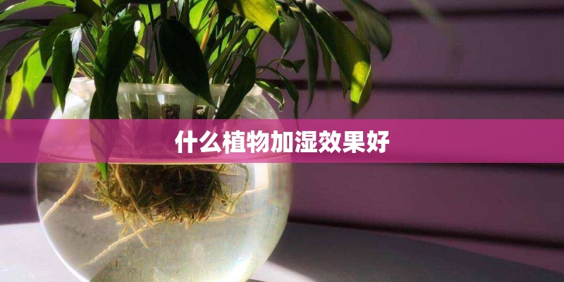 什么植物加湿效果好