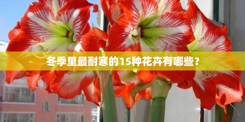 冬季里最耐寒的15种花卉有哪些？