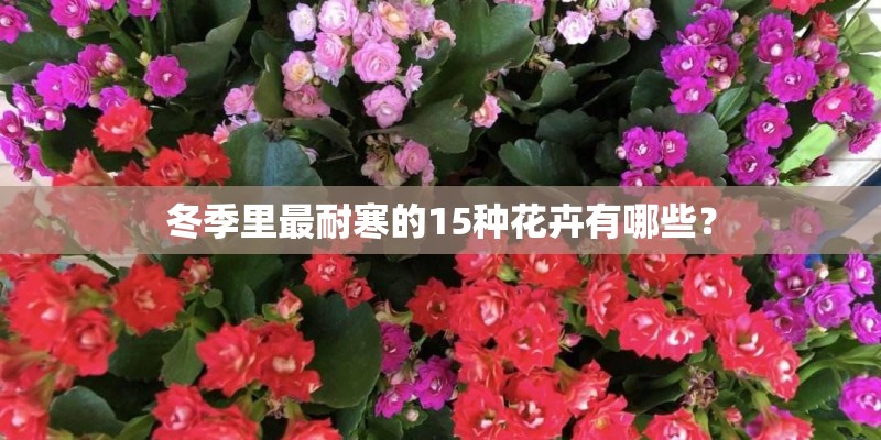 冬季里最耐寒的15种花卉有哪些？