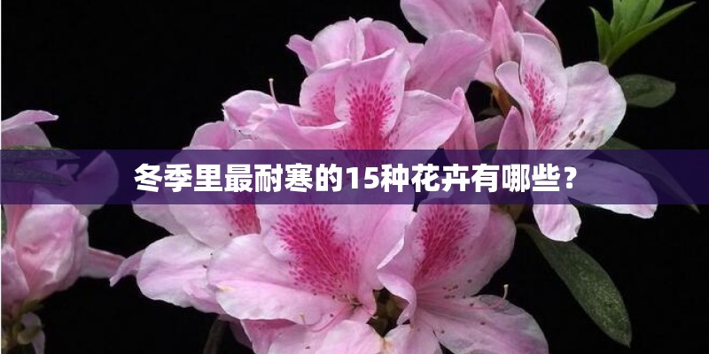 冬季里最耐寒的15种花卉有哪些？