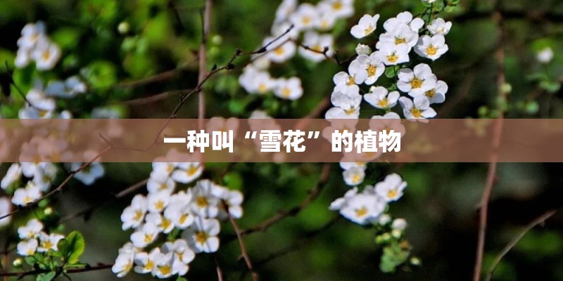 冬季里最耐寒的15种花卉有哪些？