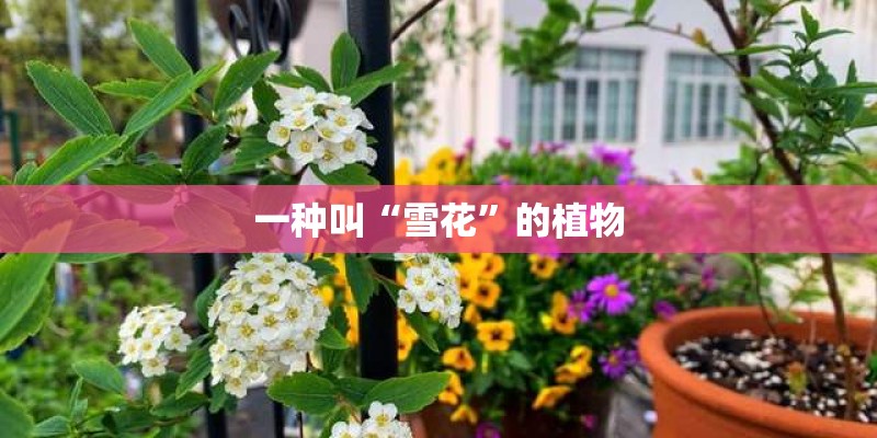 一种叫“雪花”的植物