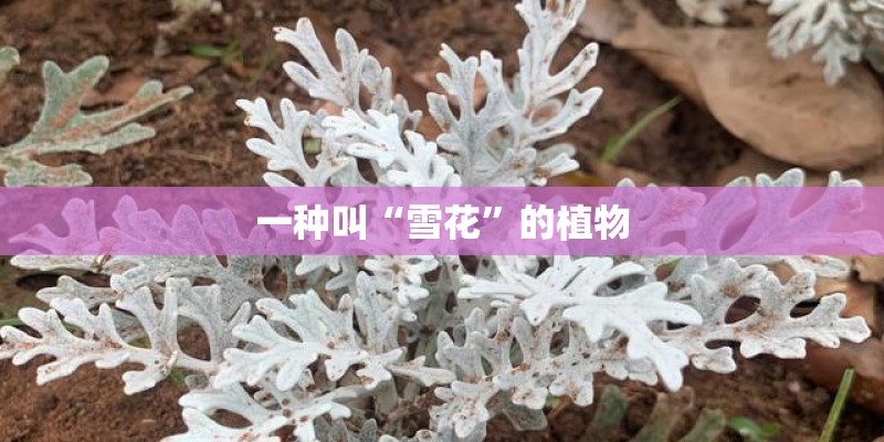 一种叫“雪花”的植物