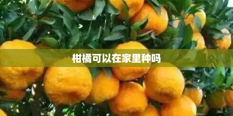 柑橘可以在家里种吗