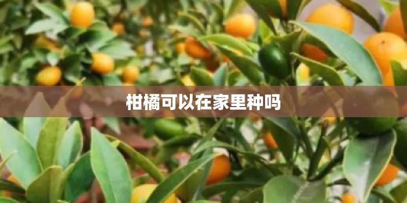 柑橘可以在家里种吗