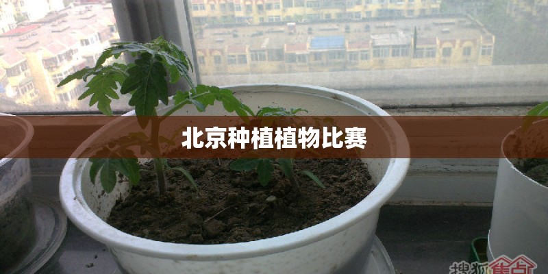 北京种植植物比赛