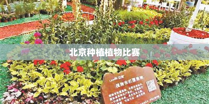 北京种植植物比赛