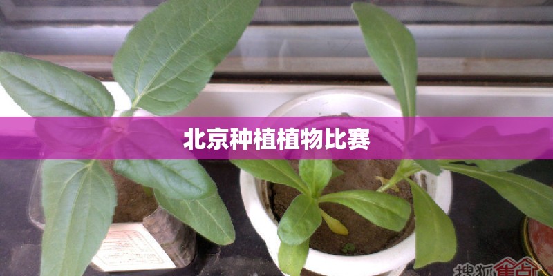 北京种植植物比赛