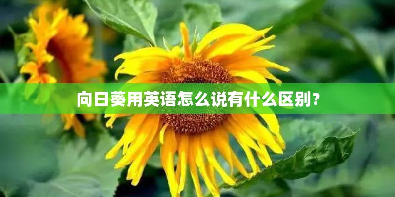 向日葵用英语怎么说有什么区别？