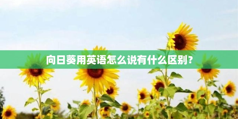 向日葵用英语怎么说有什么区别？