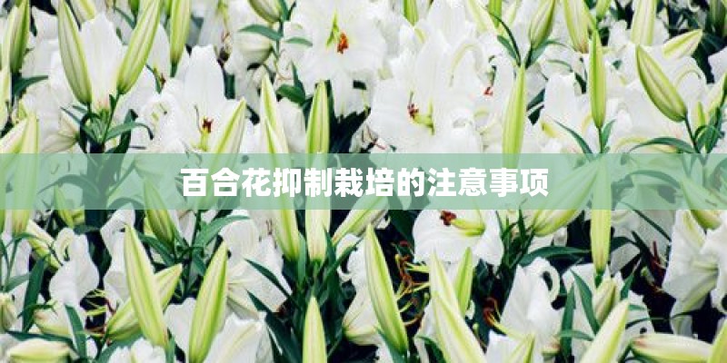 东丽区房屋租赁登记备案证明
