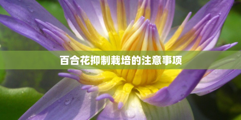 百合花抑制栽培的注意事项