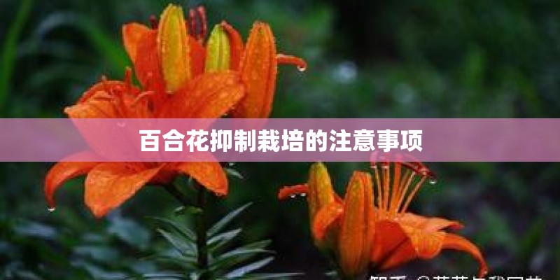 百合花抑制栽培的注意事项