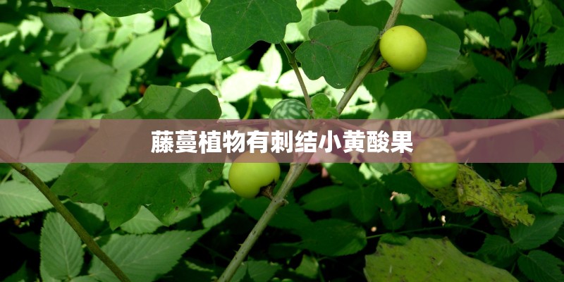 父亲的菜园的原文
