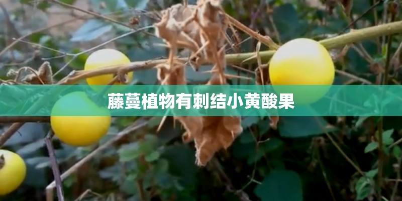 藤蔓植物有刺结小黄酸果