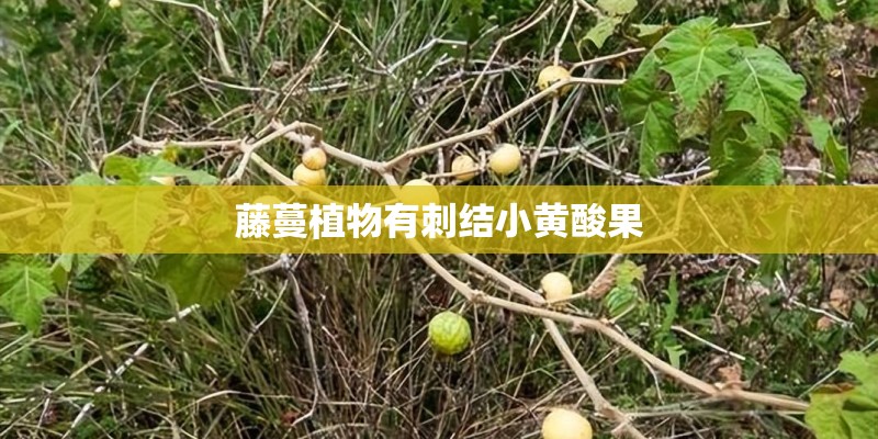 藤蔓植物有刺结小黄酸果
