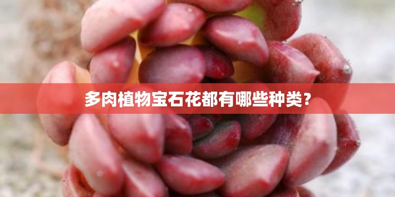 多肉植物宝石花都有哪些种类？