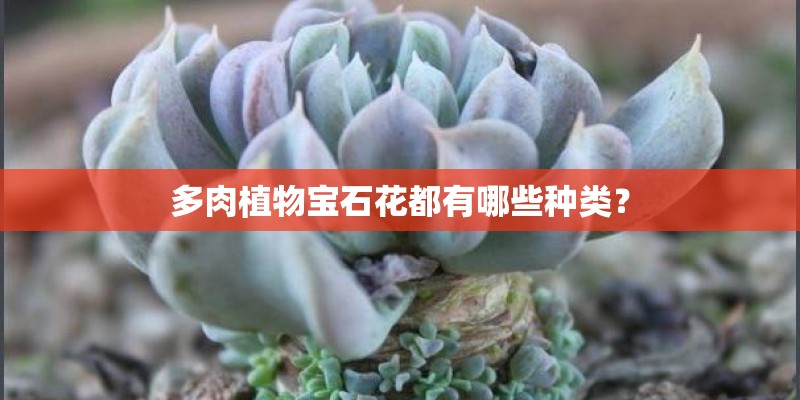 多肉植物宝石花都有哪些种类？