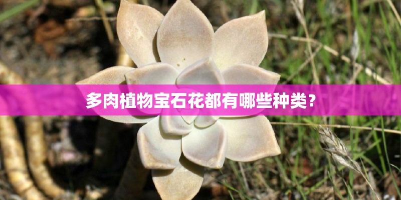 多肉植物宝石花都有哪些种类？
