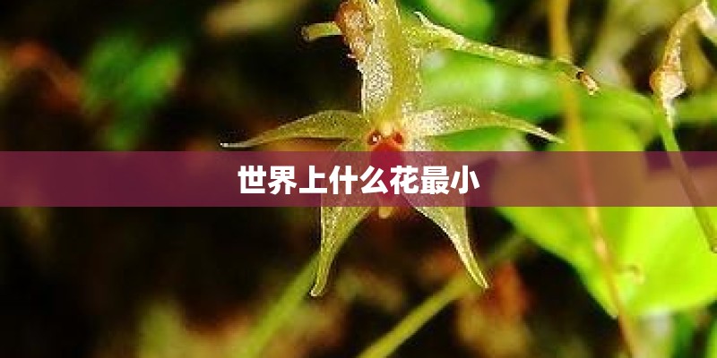 世界上什么花最小