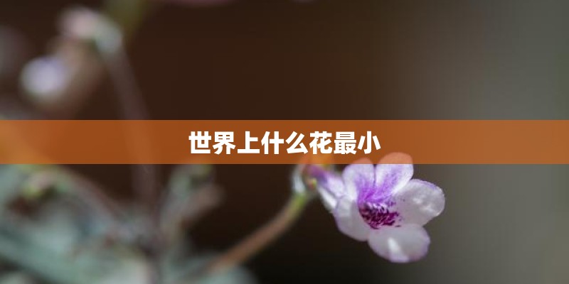 世界上什么花最小