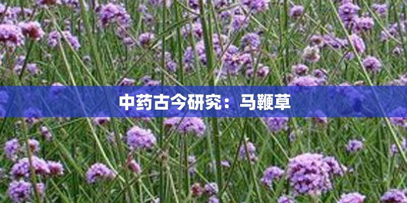 中药古今研究：马鞭草
