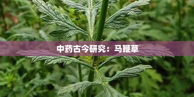 中药古今研究：马鞭草